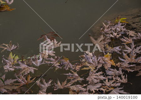 Dry Plane Tree Leaves on Still Water. Dry Plane Tree Leaves on Still Water. 140019100