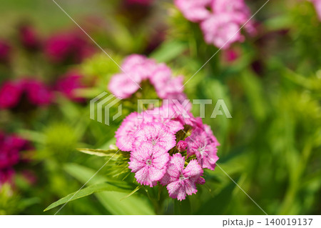 美女撫子の花 140019137
