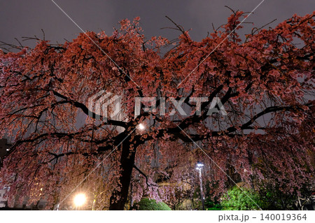 雨の浅草寺　夜桜 140019364