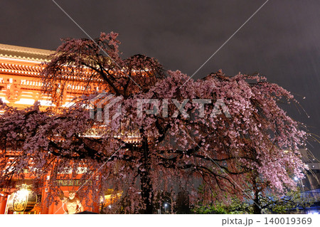 雨の浅草寺と夜桜 140019369