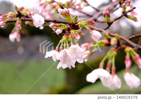 春 曇り空 桜 近距離 クローズアップ マクロ撮影 春 曇り空 桜 近距離 クローズアップ マクロ撮影 140019378