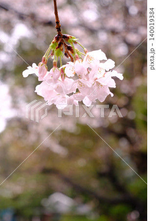 春 曇り空 桜 近距離 クローズアップ マクロ撮影 春 曇り空 桜 近距離 クローズアップ マクロ撮影 140019384
