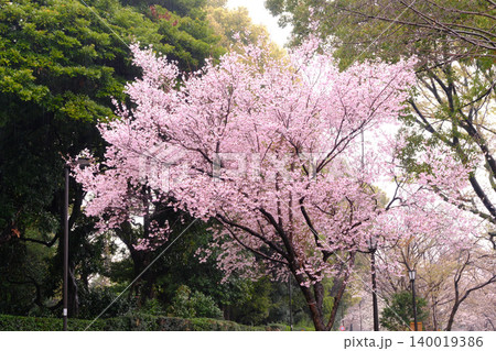 隅田公園の桜並木 桜のトンネル 隅田公園の桜並木 桜のトンネル 140019386