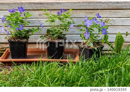 three purple flowers in a pot on a terracotta base in front of a wooden box in green grass three purple flowers in a pot on a terracotta base in front of a wooden box in green grass 140019395