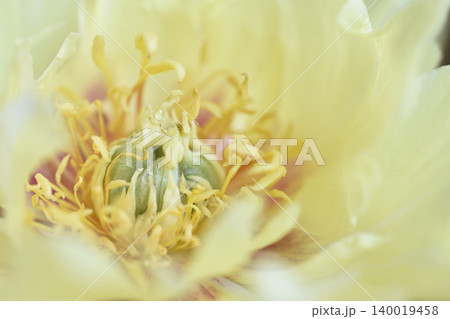 芍薬 140019458