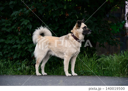 Portrait funny and happy shiba inu puppy dog peeking out from behind a blue banner. Isolated on blue pastel background 140019500