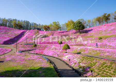 満開の東藻琴芝桜公園の夕べ 140019559
