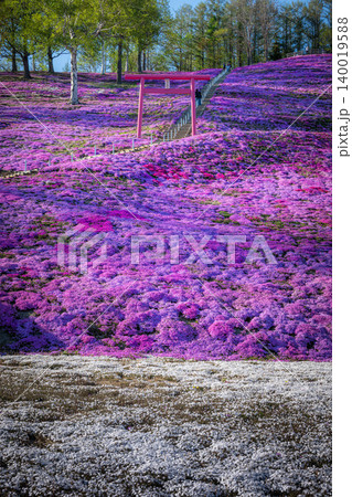 満開の東藻琴芝桜公園の夕べ 140019588