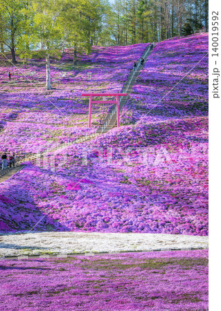 満開の東藻琴芝桜公園の夕べ 満開の東藻琴芝桜公園の夕べ 140019592