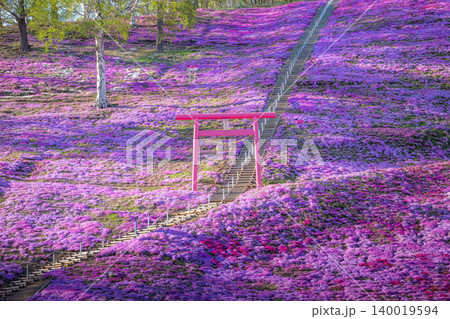 満開の東藻琴芝桜公園の夕べ 満開の東藻琴芝桜公園の夕べ 140019594
