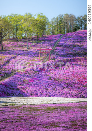 満開の東藻琴芝桜公園の夕べ 満開の東藻琴芝桜公園の夕べ 140019596