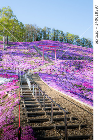 満開の東藻琴芝桜公園の夕べ 140019597
