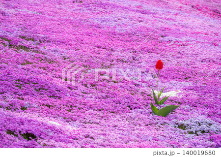 芝桜咲き誇る太陽の丘 140019680