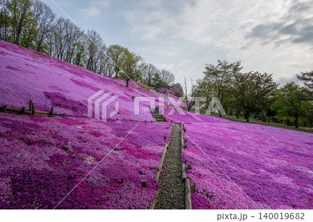 芝桜咲き誇る太陽の丘 芝桜咲き誇る太陽の丘 140019682