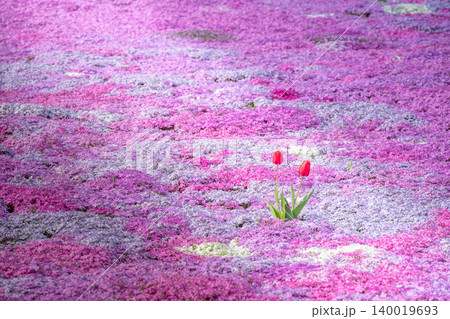 芝桜咲き誇る太陽の丘 芝桜咲き誇る太陽の丘 140019693