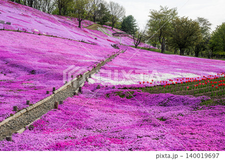 芝桜咲き誇る太陽の丘 芝桜咲き誇る太陽の丘 140019697