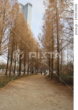 Urban Park Path with Autumn Trees and Skyscrapers Urban Park Path with Autumn Trees and Skyscrapers 140019806