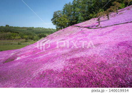 芝桜満開の太陽の丘遠軽公園 140019934