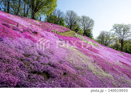 芝桜満開の太陽の丘遠軽公園 芝桜満開の太陽の丘遠軽公園 140019950