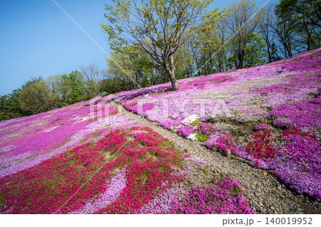 芝桜満開の太陽の丘遠軽公園 芝桜満開の太陽の丘遠軽公園 140019952