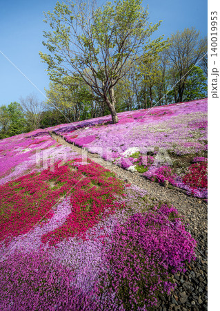 芝桜満開の太陽の丘遠軽公園 芝桜満開の太陽の丘遠軽公園 140019953