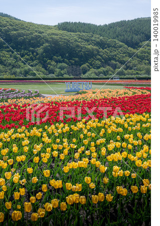 満開のかみゆうべつチューリップ公園 満開のかみゆうべつチューリップ公園 140019985