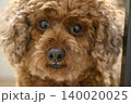 見つめる犬　トイプードル 140020025