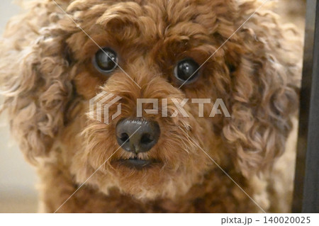 見つめる犬 トイプードル 見つめる犬 トイプードル 140020025