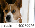 見つめる犬　コーギー　MIX犬 140020026