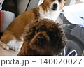 見つめる犬　トイプードル　コーギーMIX犬 140020027