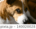 見つめる犬　コーギー　MIX犬 140020028
