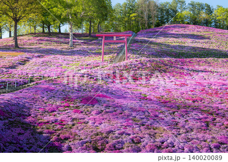 満開の東藻琴芝桜公園 満開の東藻琴芝桜公園 140020089