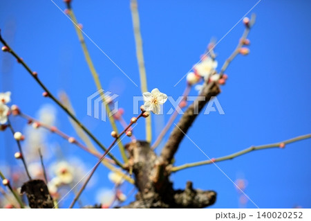 爽やか 白梅の花 南高 爽やか 白梅の花 南高 140020252
