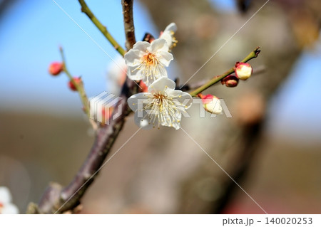 爽やか 白梅の花 南高 爽やか 白梅の花 南高 140020253