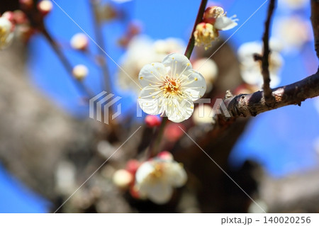 爽やか　白梅の花　揚羽の蝶 140020256