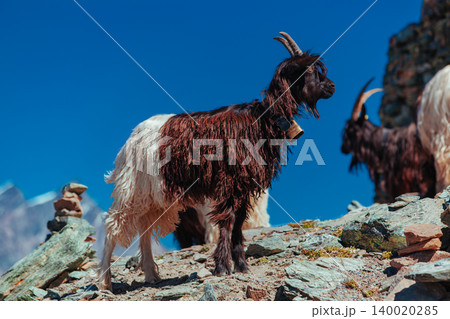 Valais Blackneck goat at high Alps mountains Valais Blackneck goat at high Alps mountains 140020285