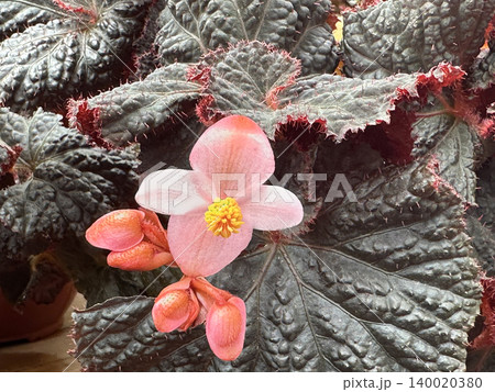 Blossom King begonia (Begonia rex) Blossom King begonia (Begonia rex) 140020380