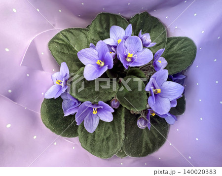 African violet (Saintpaulia ionantha) African violet (Saintpaulia ionantha) 140020383
