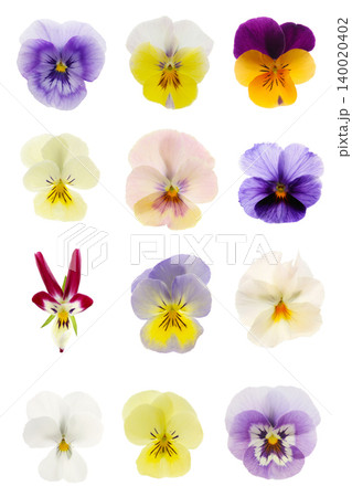 パンジーの花の形と色のバリエーション パンジーの花の形と色のバリエーション 140020402