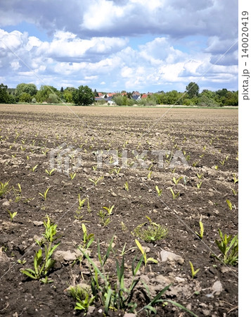 Young green shoots of agricultural crops on a plowed field. 140020419