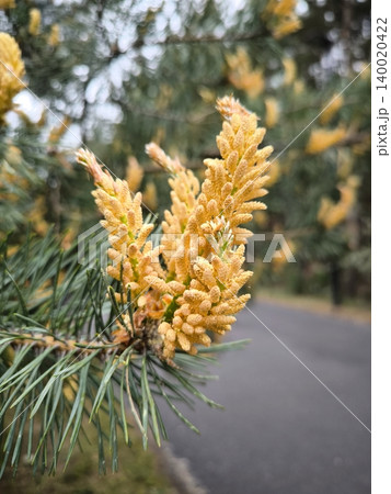 Close-up of male pine cones and catkins in spring 140020422