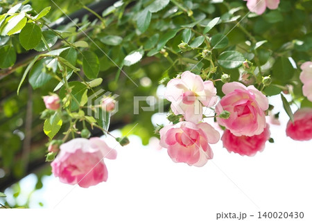 春香る、ピンク色の綺麗な薔薇の花 春香る、ピンク色の綺麗な薔薇の花 140020430