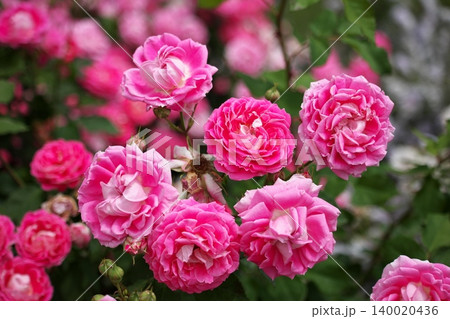 春香る、ピンク色の綺麗な薔薇の花 春香る、ピンク色の綺麗な薔薇の花 140020436