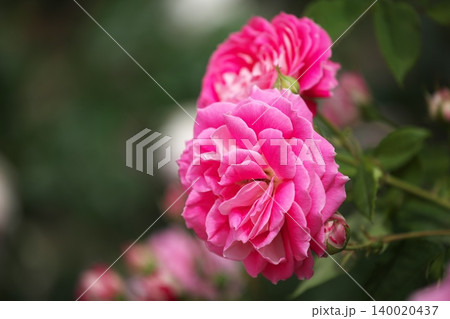 春香る、ピンク色の綺麗な薔薇の花 140020437