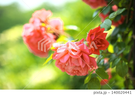 春香る、ピンク色の綺麗な薔薇の花 春香る、ピンク色の綺麗な薔薇の花 140020441