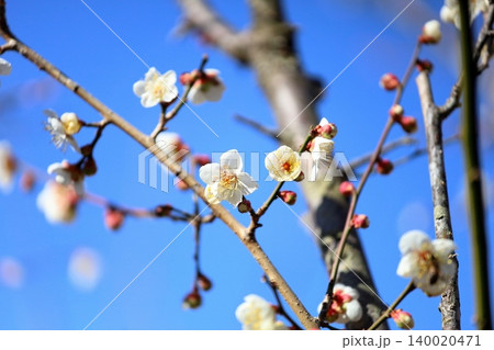 爽やか　白梅の花　南高 140020471