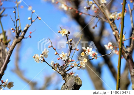 爽やか 白梅の花 南高 爽やか 白梅の花 南高 140020472