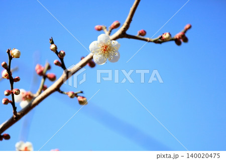 爽やか 白梅の花 揚羽の蝶 爽やか 白梅の花 揚羽の蝶 140020475