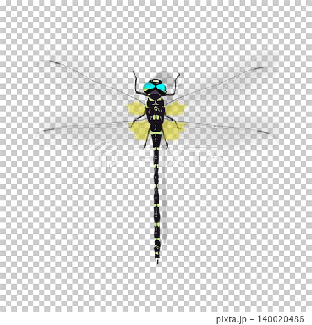 昆虫オニヤンマの細密イラスト 140020486
