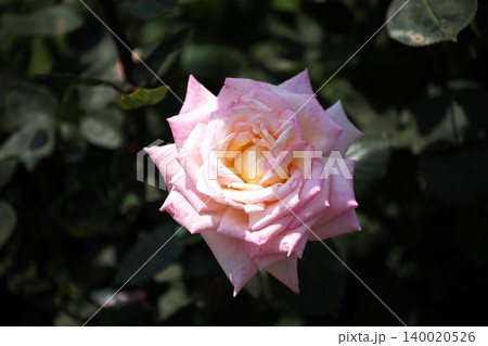 バラ園に咲く綺麗なピンク色の春薔薇 140020526